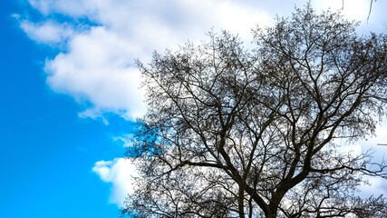 Tree silhouette on blue sky background with clouds.