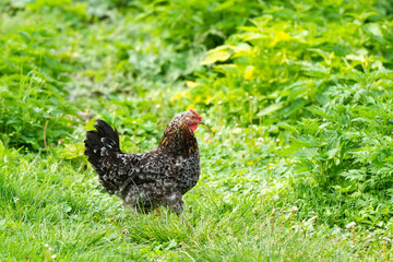 healthy chicken in the garden