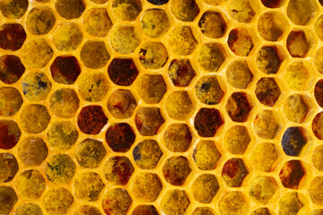 pollen in honeycombs close up
