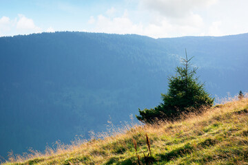 spruce trees on a grassy hill of Romanina mountains in soft morning light