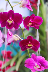 Beautiful orchid blooming in a formal garden. 