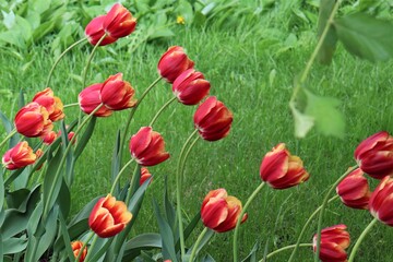 
Red and yellow interspersed tulips bending over from a gust of wind
