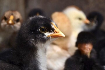 head of a little black chicken.  yellow beak, black eyes and white neck of the bird.  many chickens