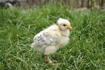 white chicken with a bare neck and gray wings in the grass.  yellow beak, black eye.  little rooster.