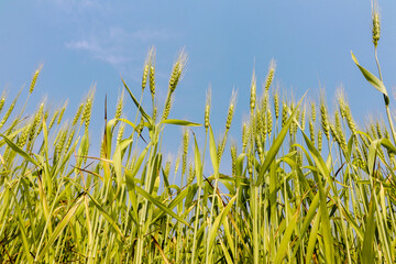 green wheat field in daylight