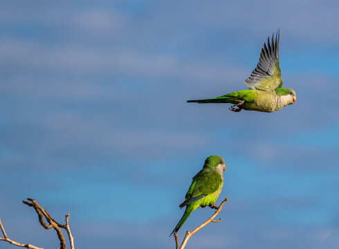 Green parrot pair on a blue sky backgroung