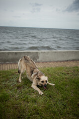 Smiling grey dog plays on the green lawn with a sea background