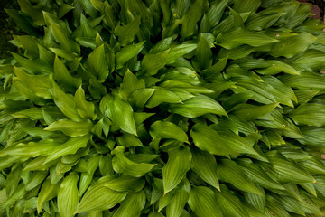 Naklejka na ściany i meble Green fresh leaves closeup in the natural environment