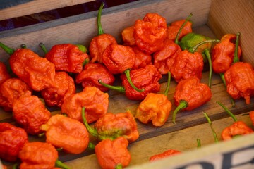 Hot Peppers