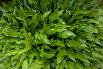 Green fresh leaves closeup in the natural environment