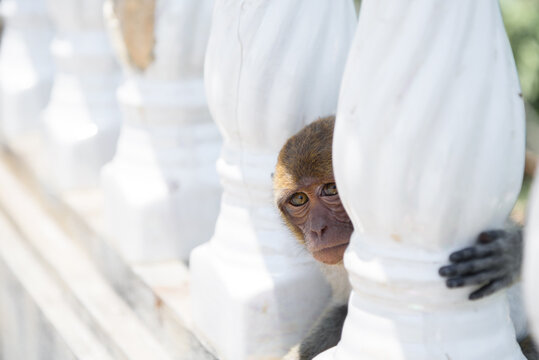 Photos of a curious little monkey