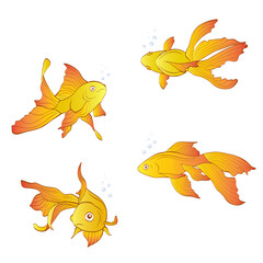 Fototapeta premium Vector set of aquarium goldfishes isolated on white background