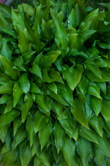 Green fresh leaves closeup in the natural environment