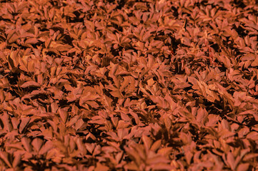 abstract background with red brown foliage.