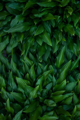 Obraz na płótnie Canvas Green fresh leaves closeup in the natural environment