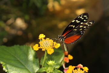 "Tiger Longwing" butterfly (or Hecale Longwing, Golden Longwing, Golden Heliconian) in Innsbruck, Austria. Heliconius Hecale, native to Mexico, Peru and Costa Rica. 