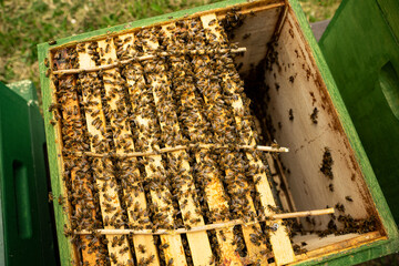 bees at the entrance and on frame