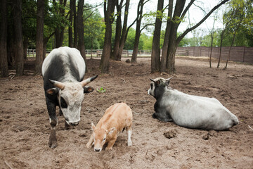 Cow farm with a calf and an old bull