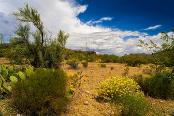 Magnificent clouds contributed to the desert landscape of the Burro Creek Wilderness area in Arizona. Wildflowers are all over this area at this time in the Spring.