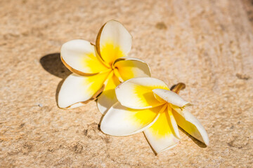 Frangipani flowers on the pavement