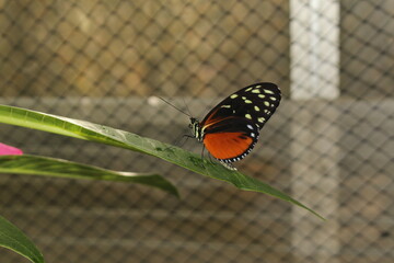 "Tiger Longwing" butterfly (or Hecale Longwing, Golden Longwing, Golden Heliconian) in Innsbruck, Austria. Heliconius Hecale, native to Mexico, Peru and Costa Rica. 