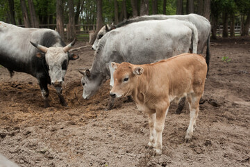 Cow farm with a calf and an old bull