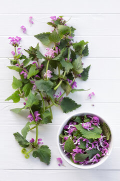 Red dead-nettle for culinary and herbal medicine. Edible spring plant on a white wooden background. Purple nettle or purple archangel (Lamium purpureum) - meadows and gardens flowers.