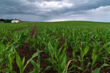 Big storm cloud over over the field with the young shoots of corn and a small house in the distance