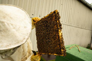beekeeper at work with honeycomb