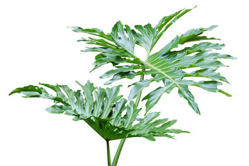 Green Leaves of Philodendron Plant Isolated on White Background