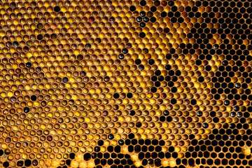 pollen in honeycombs close up