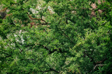 Flora. Acacia caven tree closeup. Vachellia caven tree leaves and thorny branches creating beautiful textures,  in natural environment