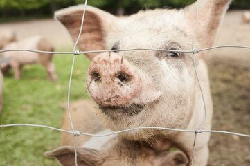 Pig farm with cute little piglets
