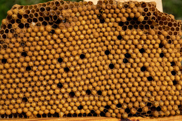 pollen in honeycombs close up