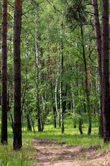 Spring wild forest after rain