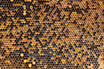 pollen in honeycombs close up