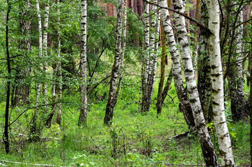 Wild birch forest on cloudy day.