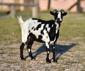 una cabra en el campo