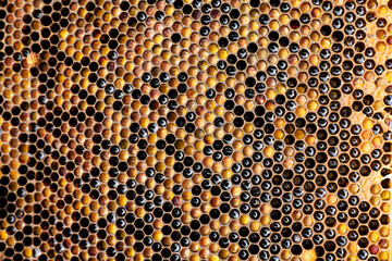 pollen in honeycombs close up