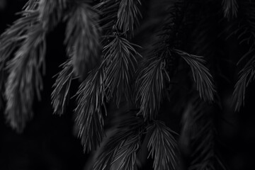 Black background. Spruce branch with young shoots of needles in black color. Monochrome photo.