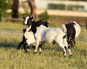 una cabra en el campo
