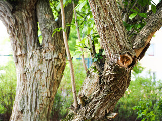 part of the trunk of an old tree in the park on a summer day