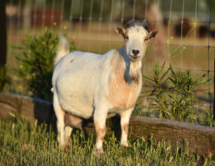 Obraz premium cabra española