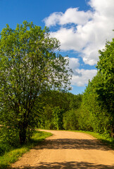 Fototapeta na wymiar beautiful forest road in the forest of Belarus.