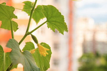 Cucumber plant with young fruits and yellow flowers in front of high-rise building. Home vegetable gardening with city landscape on the background.