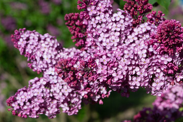 Obraz premium Purple lilac variety “Geant des Batailles