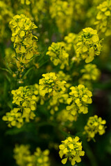 flowering rapeseed in spring close up