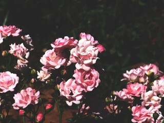 Pink roses in garden, adjusted color tone to vintage tone.