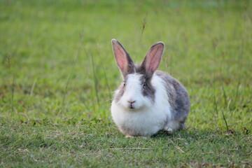 rabbit on green grass. Home decorative rabbit outdoors.