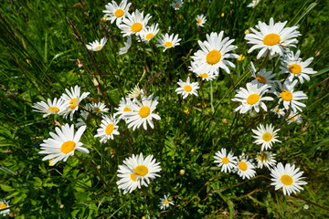 Fototapeta premium Margeriten / Blumen